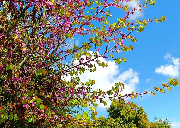 Eleftherion Comfort Living Lefkada Ξενοδοχείο με διαμερίσματα